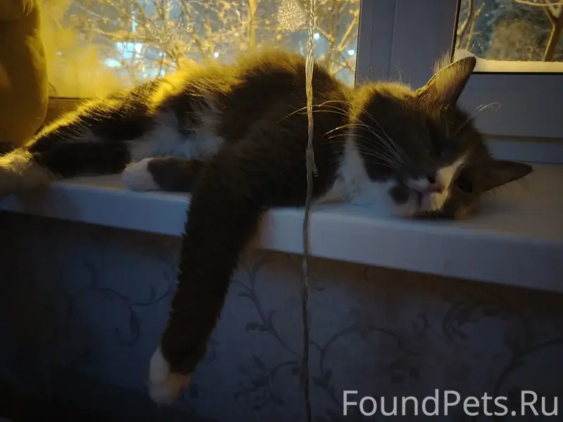 Пропал кот Тишка, район Бам