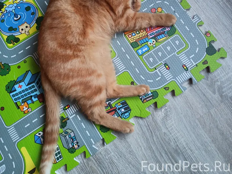 Пропал рыжий кот