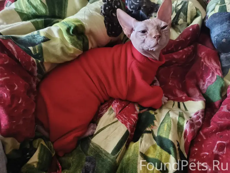 Пропал кот Кефир, агрегатный район