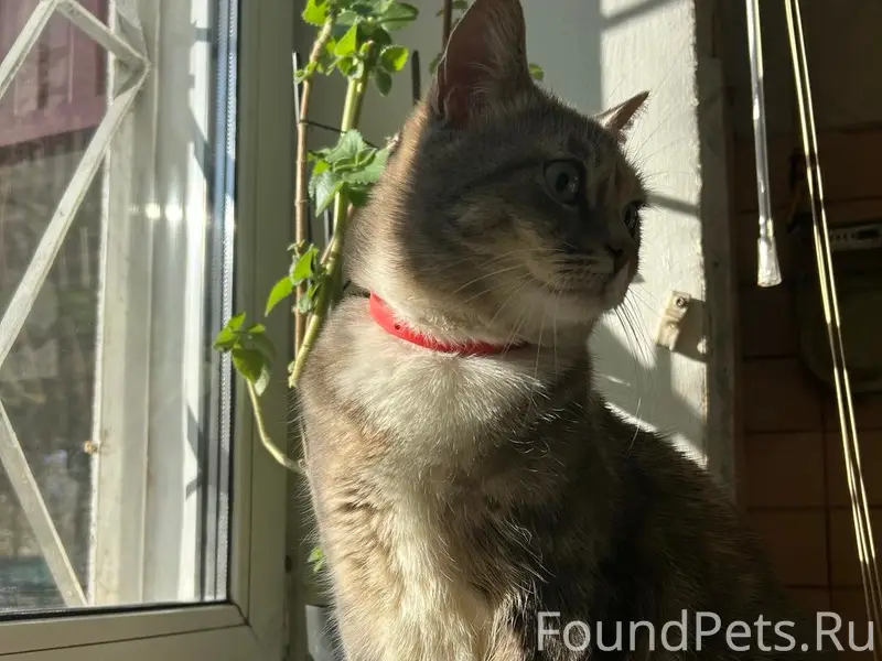 Пропала кошка Милка, улица Рабочая, Дворникова