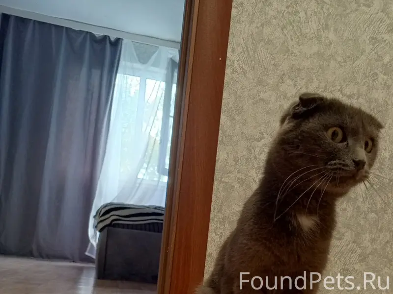 Найден кот, София Перовская 11/1