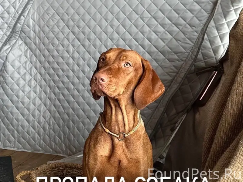 Пропала венгерская выжла Луна, Волоколамский район
