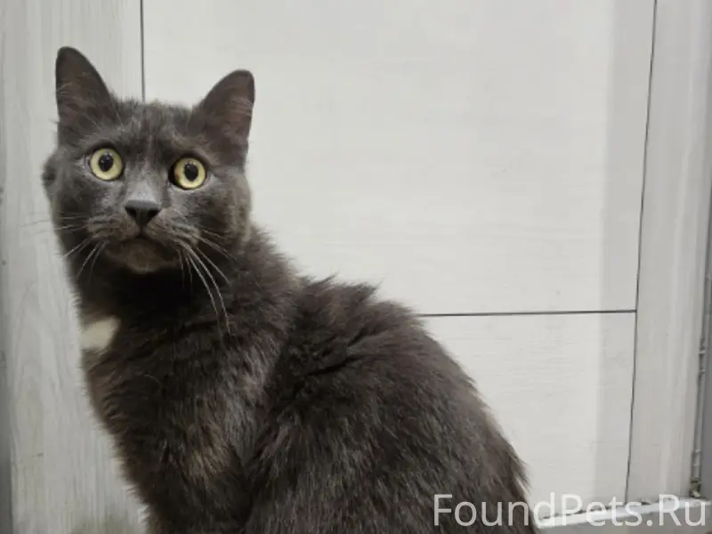 Найден котик, возле цдод