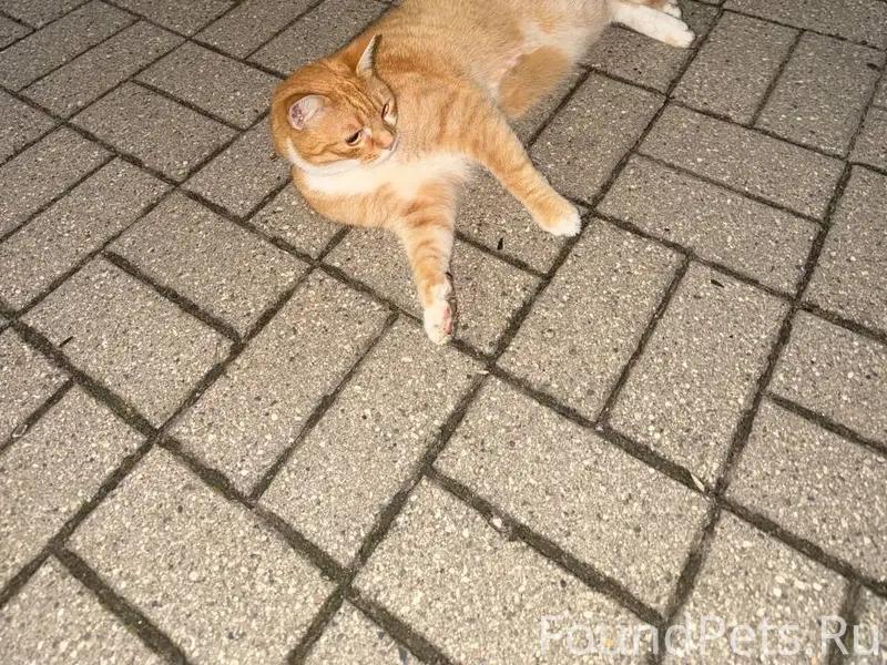 Найден кот, Московский проспект