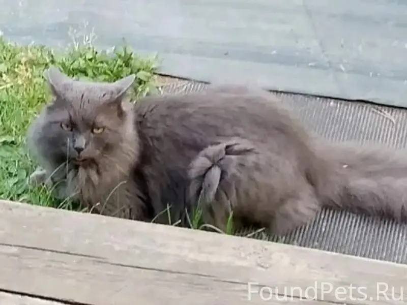 Пропал кот Котя, снт Кирасозеро Труд-3