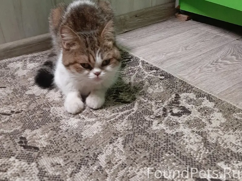 Пропал кот, Приозерный