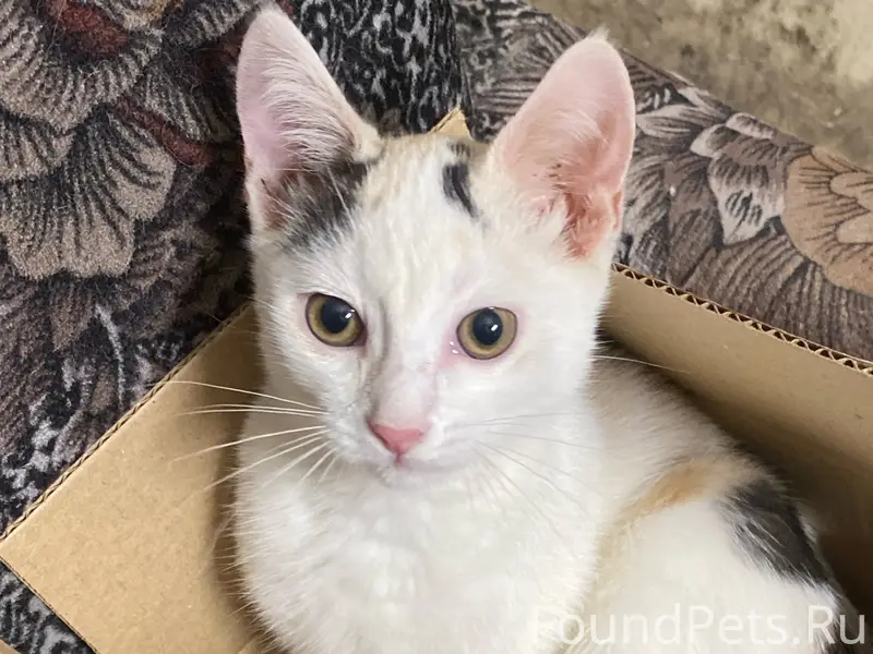 Пропала кошка, Северная улица