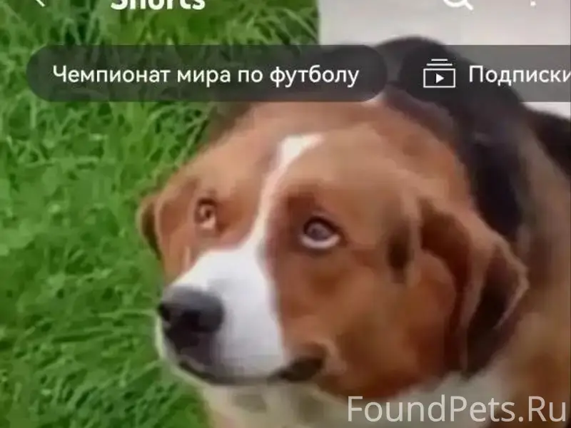 Пропала собака, Павловский Посад