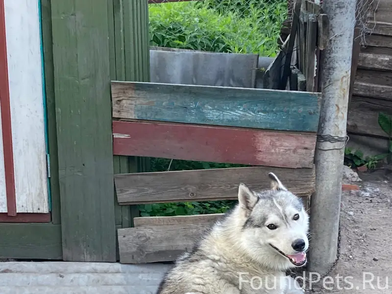 Пропал большой добрый пёс, район центра