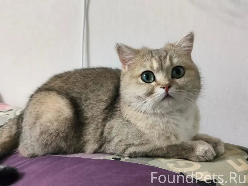 Пропала кошечка. 