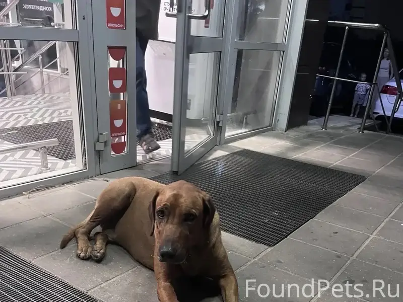 Найден риджбек, в тепличном у пятерочки