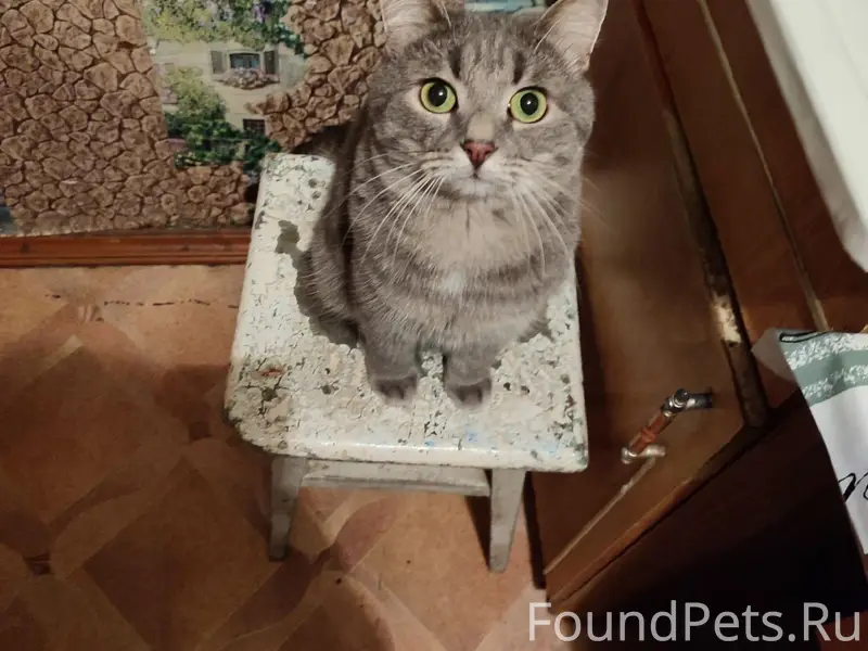 Пропал кот Кокос, улица Молодёжная