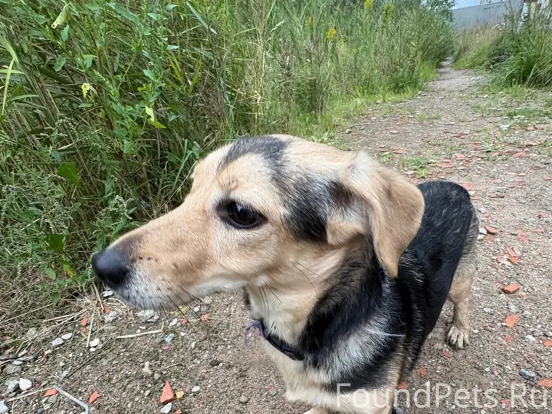 Пропала собака, ЖК Раздолье