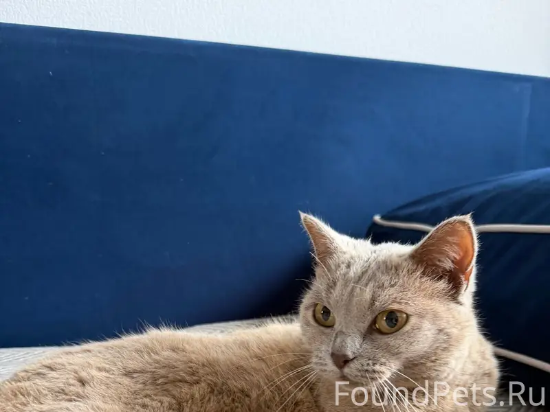 Найдена кошка, район ДОК