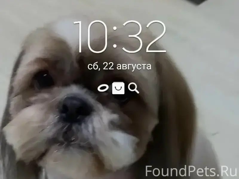 Пропала собака Марго, район ул. Костычева