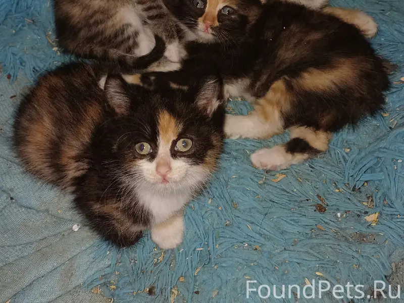 Найдены котята, ищут дом
