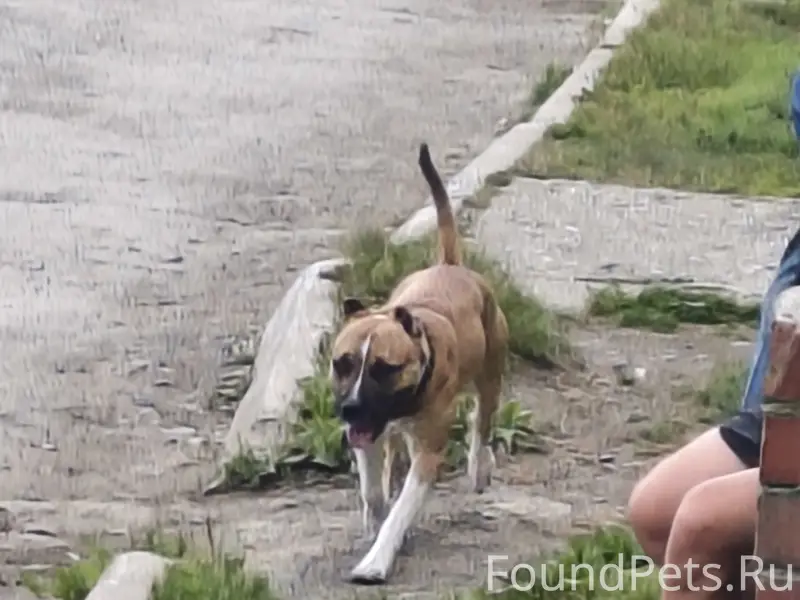 Найден стаффордширский бультерьер, найденная собака носит ошейник