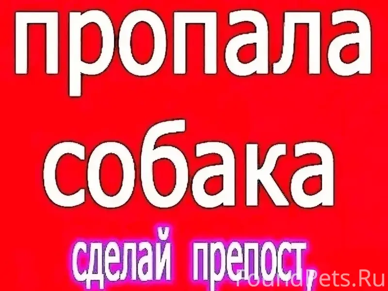 Пропал лабрадор Шанти, улица Комсомольская, Переславль