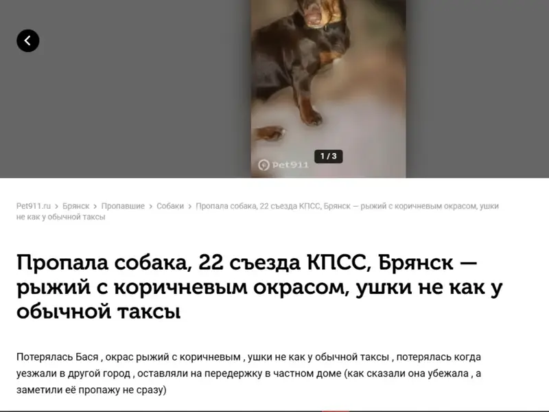 Пропала карликовая такса Бася, Бежицкий район
