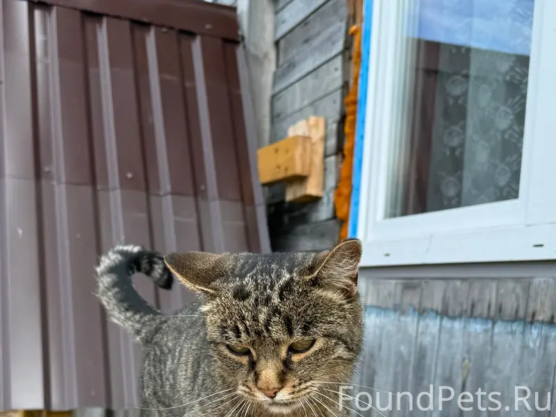 Пропала кошка Алиса, Видлица