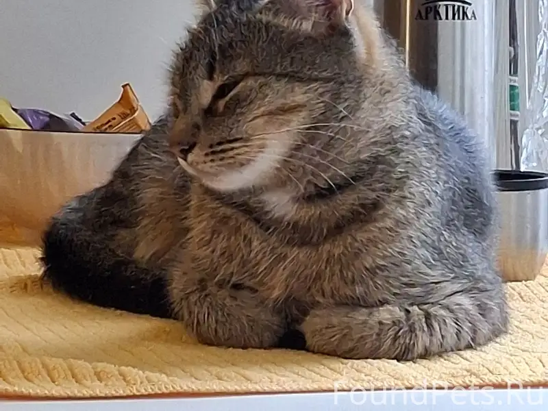 Пропала кошка, Октябрьский 49/1