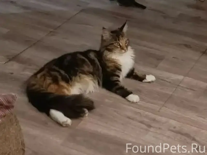 Пропала кошка, место пропажи не указано
