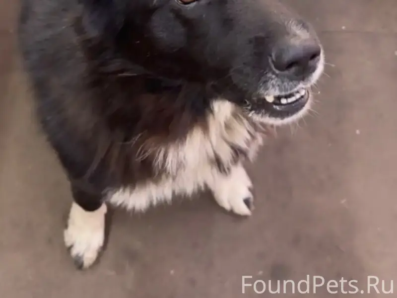 Пропал пёс Тиша, Климовск