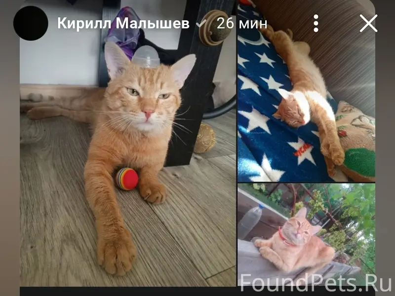 Пропал кот Симба 