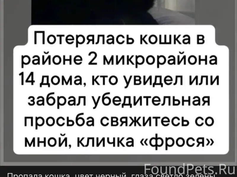 Пропала кошка,
