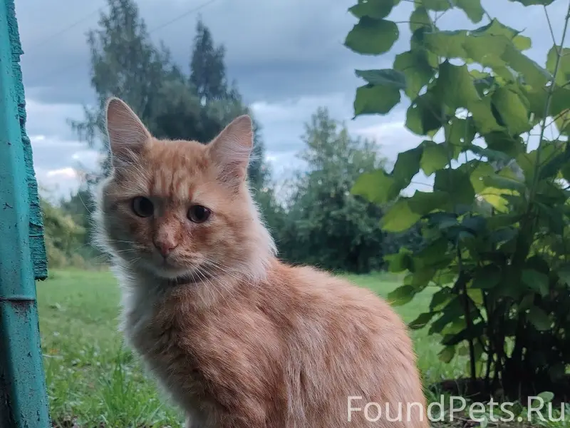 Найден рыжий кот, Княгининский район