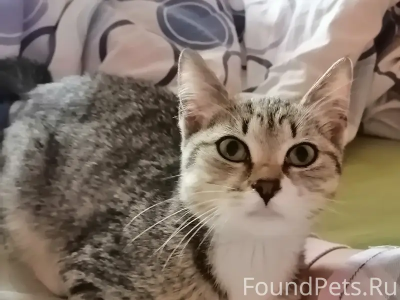 Найден котёнок 