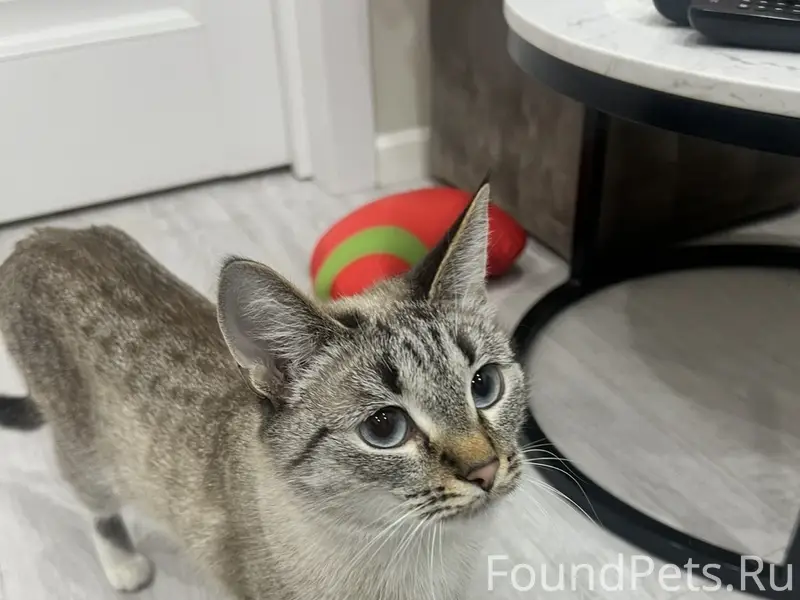 Пропала бежевая кошка 