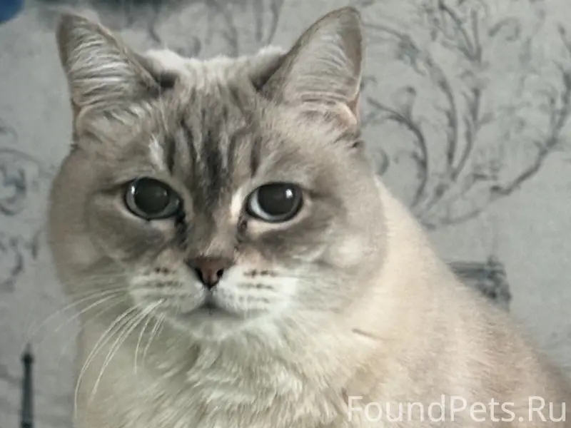Пропала кошка