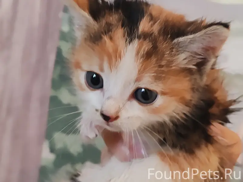 Найдены котята в деревне