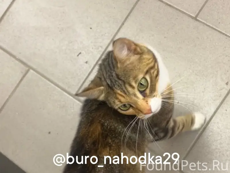 Найдена кошка, второй лесозавод