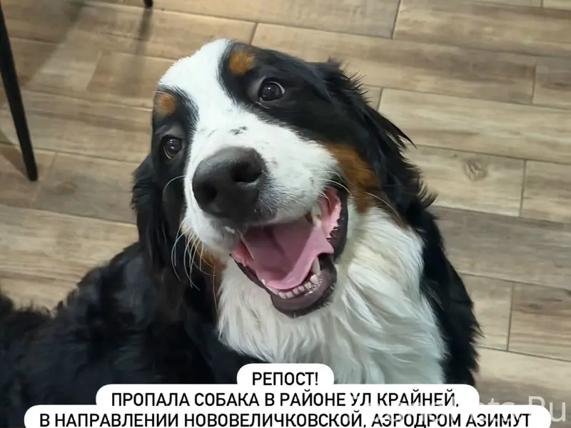 Пропала Бернский зенненхунд Черри, район Магнита