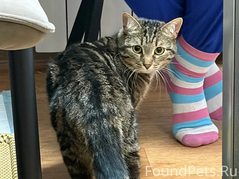 Найдена кошка, проспект Ленина 75