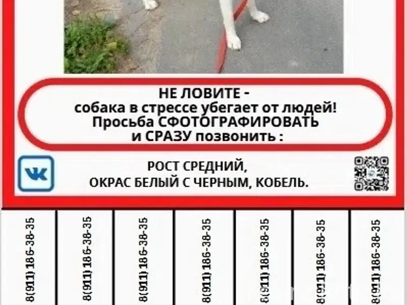 Пропал пёс Панда, Мурманское шоссе