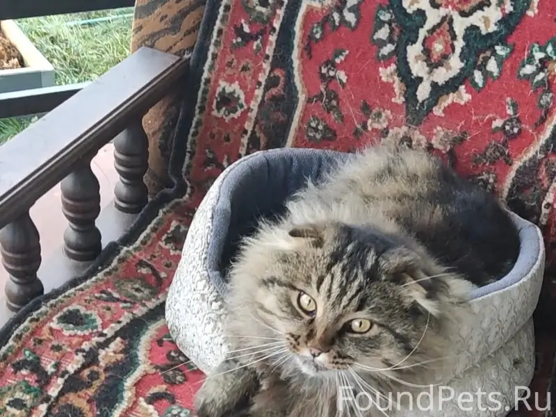 Пропал вислоухий кот, Липово