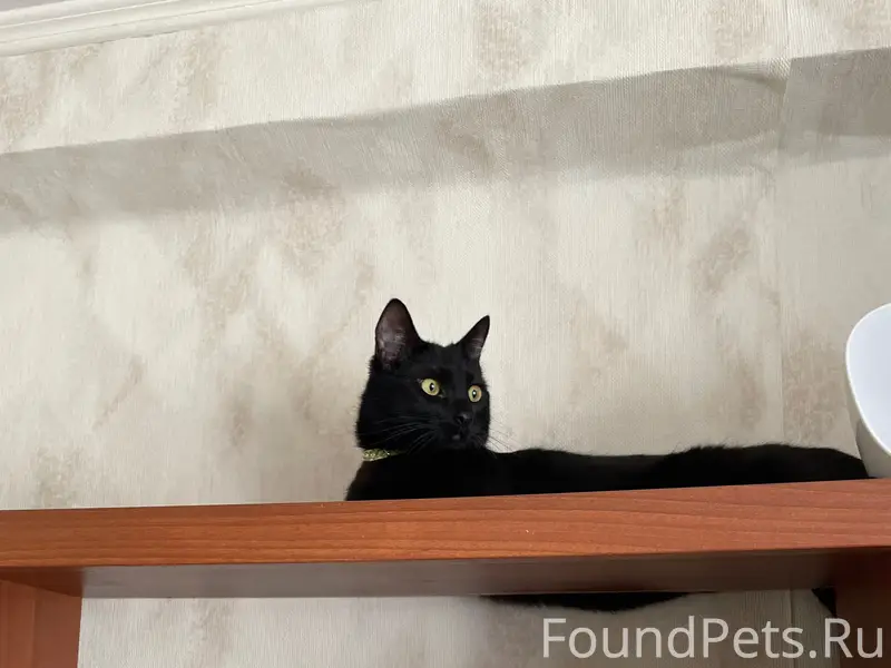 Пропал чёрный кот Юлик, Щельяюр