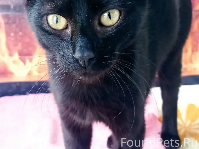 Пропал кот Космос, домашний