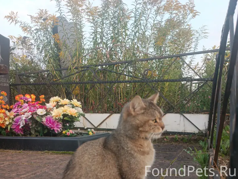 Найдена кошка породы Шиншилла, кладбище