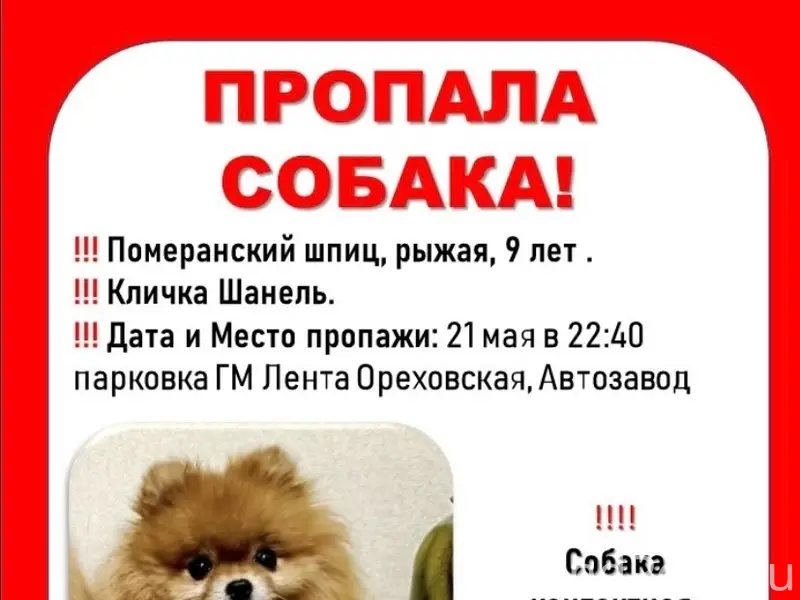 Пропала собака померанский шпиц Шанель, Автозавод
