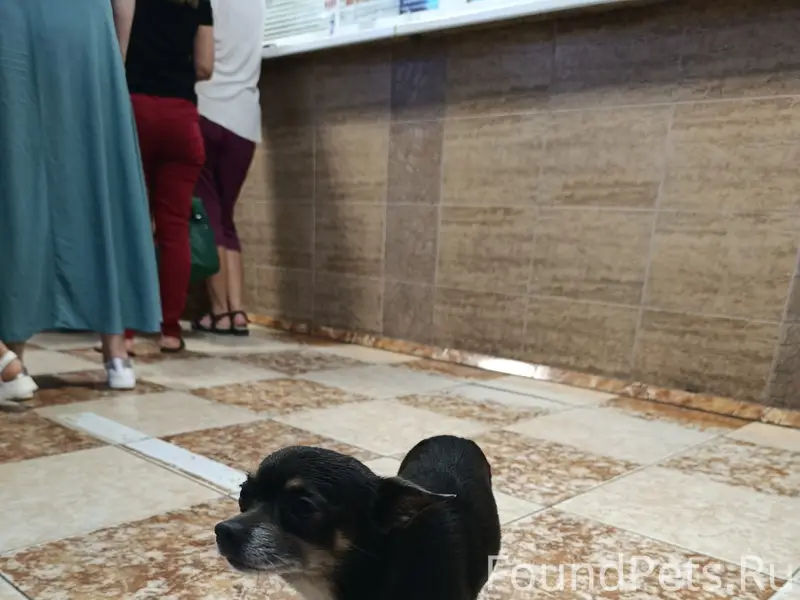 Пропала собака, тёмный окрас, Севастополь