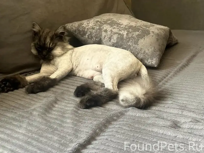 Пропал кот, район Сахарный