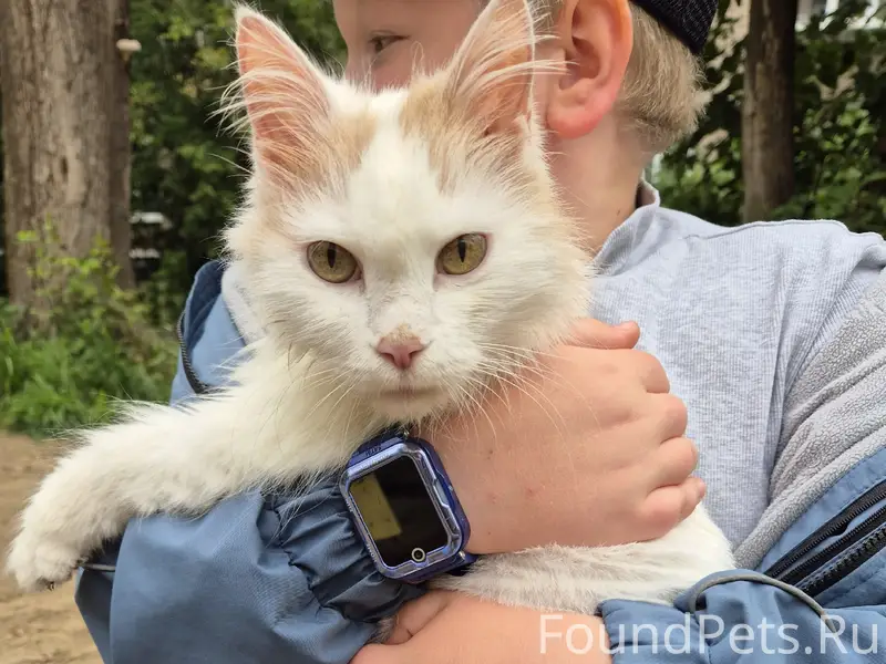 Найден кот, ул. Льва Шатрова