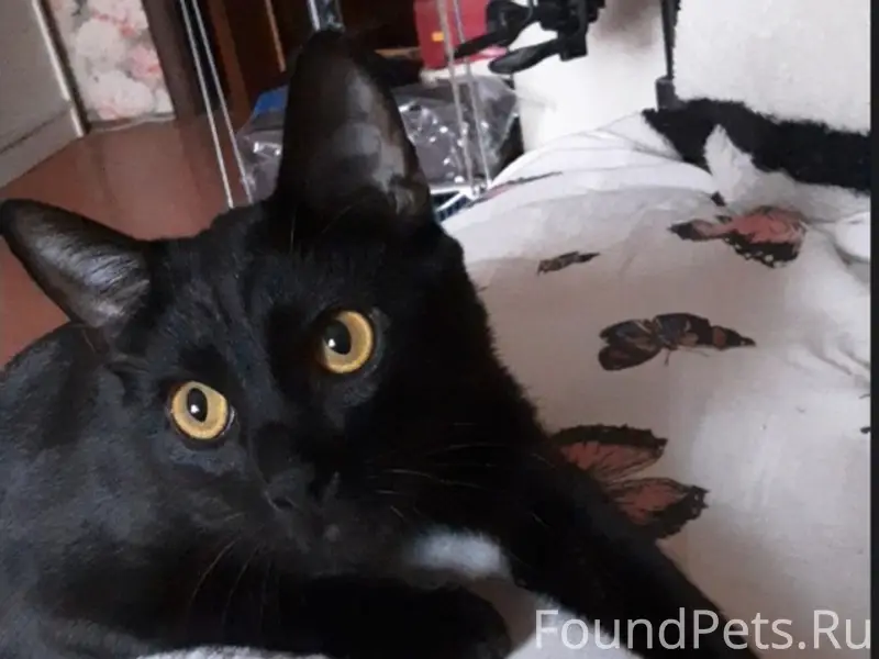 Пропал черный кот