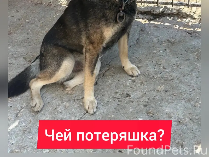 Найден трёхлапый пёс в ошейнике, Пенза