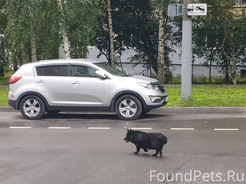 Найденна собака, Советский район