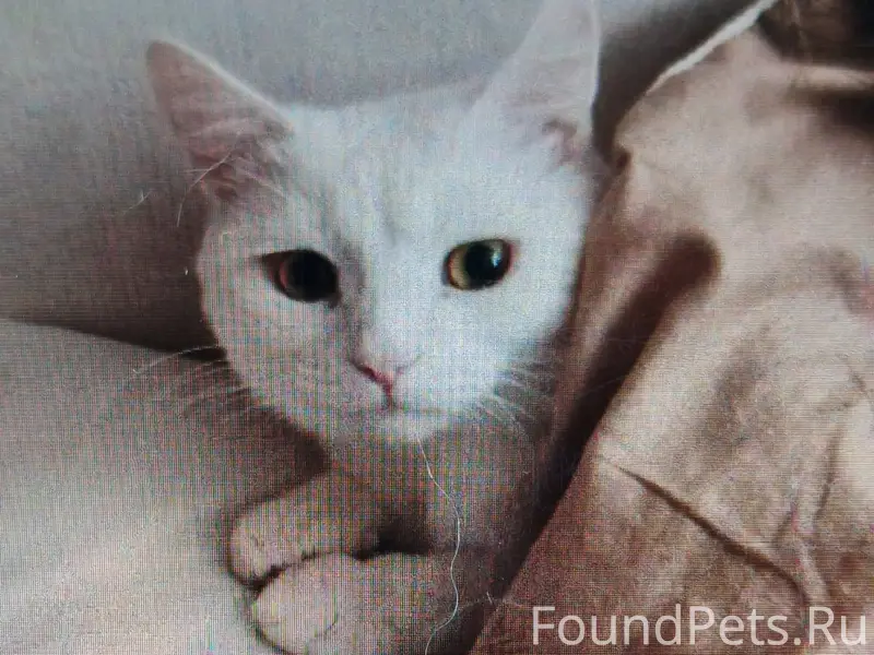 Пропал кот Рузик, Нижний Новгород